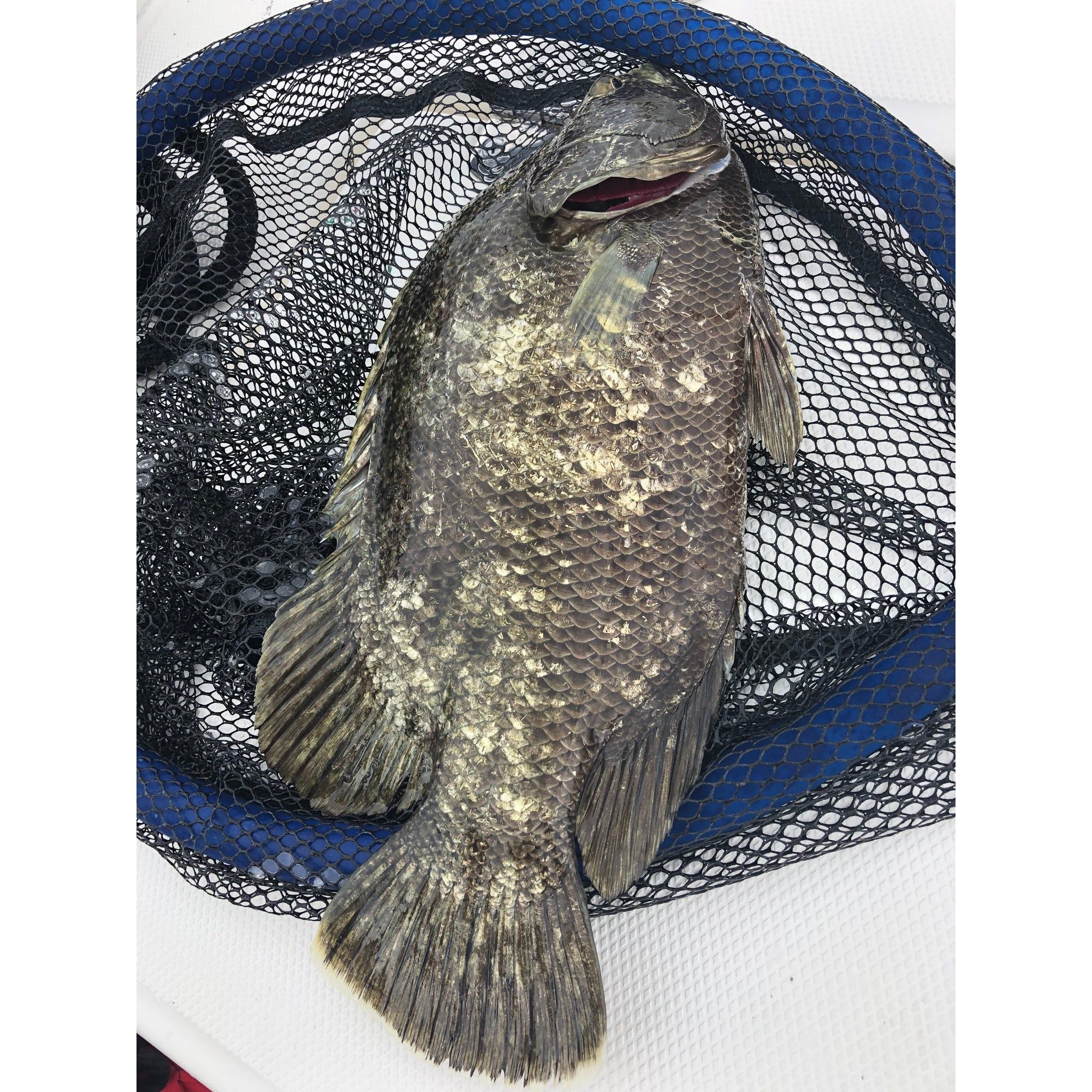 Floating Landing Net - Seamule